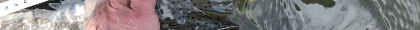 Catch and Release - Sådan passer vi bedre på vores fisk