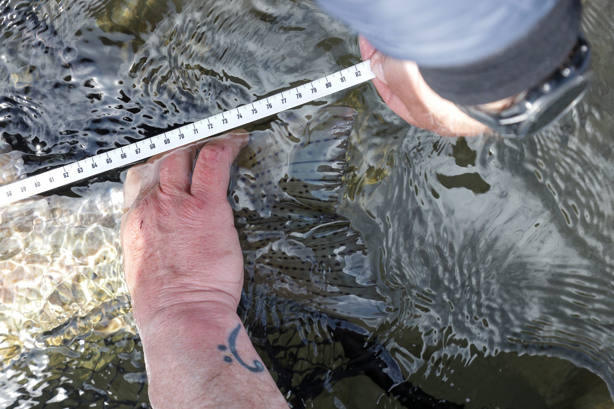 Catch and Release - Sådan passer vi bedre på vores fisk
