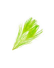 B&D Greenlander Green