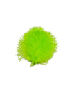 Hot Greenlander Green