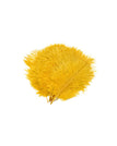Lion Yellow