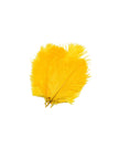 Sunburst Yellow
