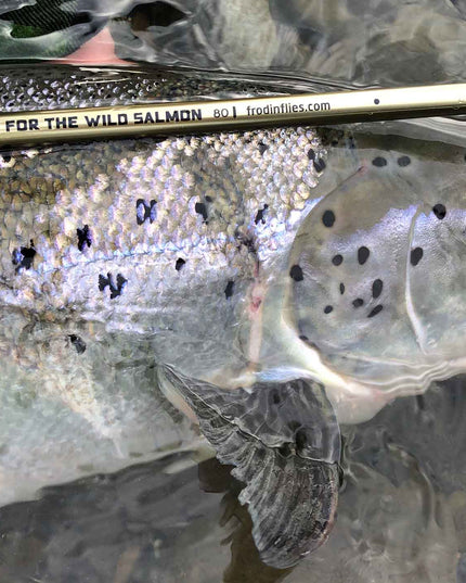 Frödin Flies - Wild Salmon’ C&R Measuring Sticker