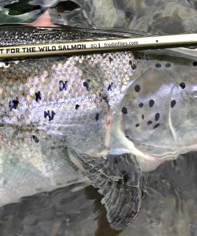Frödin Flies - Wild Salmon’ C&R Measuring Sticker