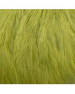 Golden Olive
