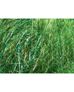 Gaudy Green