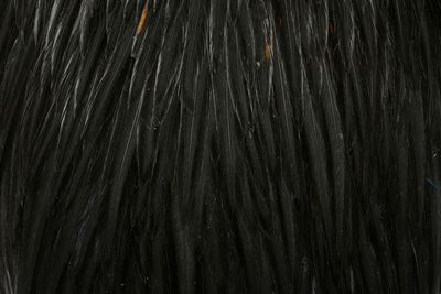 Whiting American Rooster Cape Black