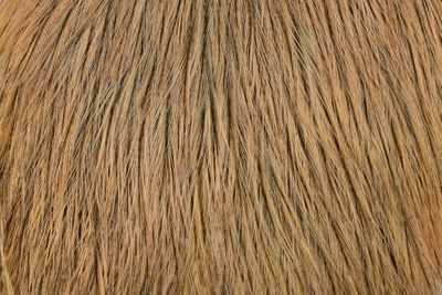 Whiting Coq de Leon Rooster Cape - Badger Dyed Salmon